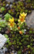 Sedum alpestre