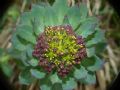 Rhodiola rosea