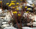 Petrosedum montanum