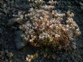 Sedum album