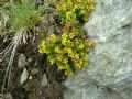 Sedum alpestre