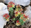 Sedum atratum subsp. carinthiacum