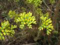 Petrosedum rupestre