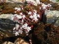 Sedum brevifolium