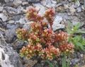 Sedum atratum