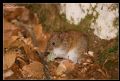 Myodes glareolus