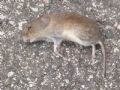Microtus arvalis