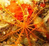 Crinoidea