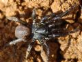 Ummidia sp.