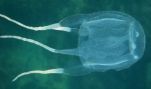Cubozoa