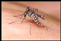 Aedes albopictus