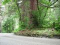 Sequoiadendron giganteum