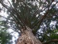 Sequoiadendron giganteum