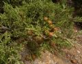 Juniperus phoenicea