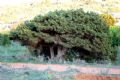 Juniperus phoenicea