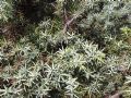 Juniperus oxycedrus