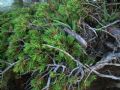Juniperus communis