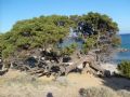 juniperus turbinata
