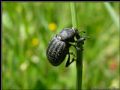 Anisorhynchus barbarus sturmi