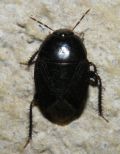 Macroscytus brunneus