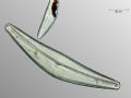 Cocconema gastroides