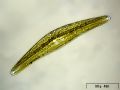 Cymbella lanceolata