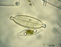 Placoneis elginensis