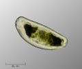 Encyonema sp.
