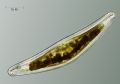 Cymbella aspera cfr