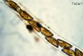 Encyonema caespitosum