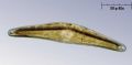 Cymbella gastroides