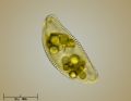 Encyonema caespitosum