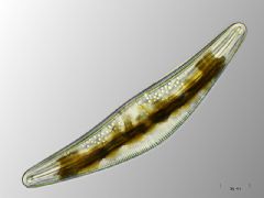 Cymbellaceae