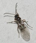 Neuroterus quercusbaccarum