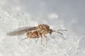 Andricus polycerus (cfr.)