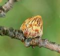 Andricus conificus