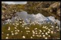 Eriophorum scheuchzeri