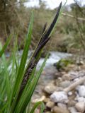 Carex panormitana