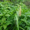 Carex pendula