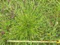 Carex divulsa