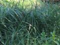 Carex acutiformis