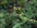 Carex divulsa