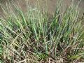 Carex acutiformis