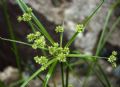 Cyperus eragrostis