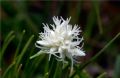 Carex baldensis