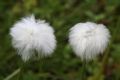 Eriophorum scheuchzeri