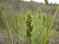 Carex cuprina