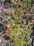 Cyperus polystachyus