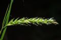 Carex sylvatica