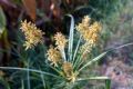 Cyperus esculentus